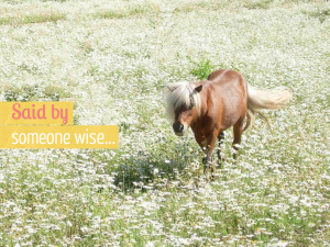 Horse on a field