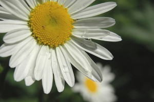 Daisy