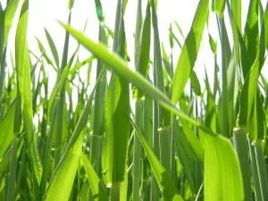 Green field