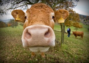 A friendly cow