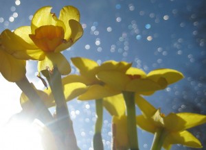 Raindrops, daffodils and sunshine