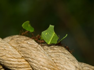 Ants working together