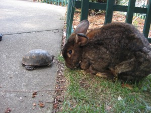 The turtle and the rabbit
