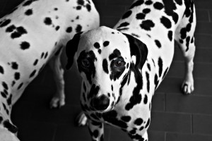 Dalmation, just like the dog on the beach