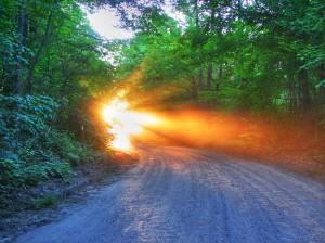 Road through a forest