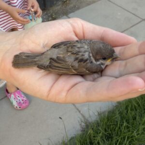 Picture of little birdie in my hand after we rescued her the first time this morning