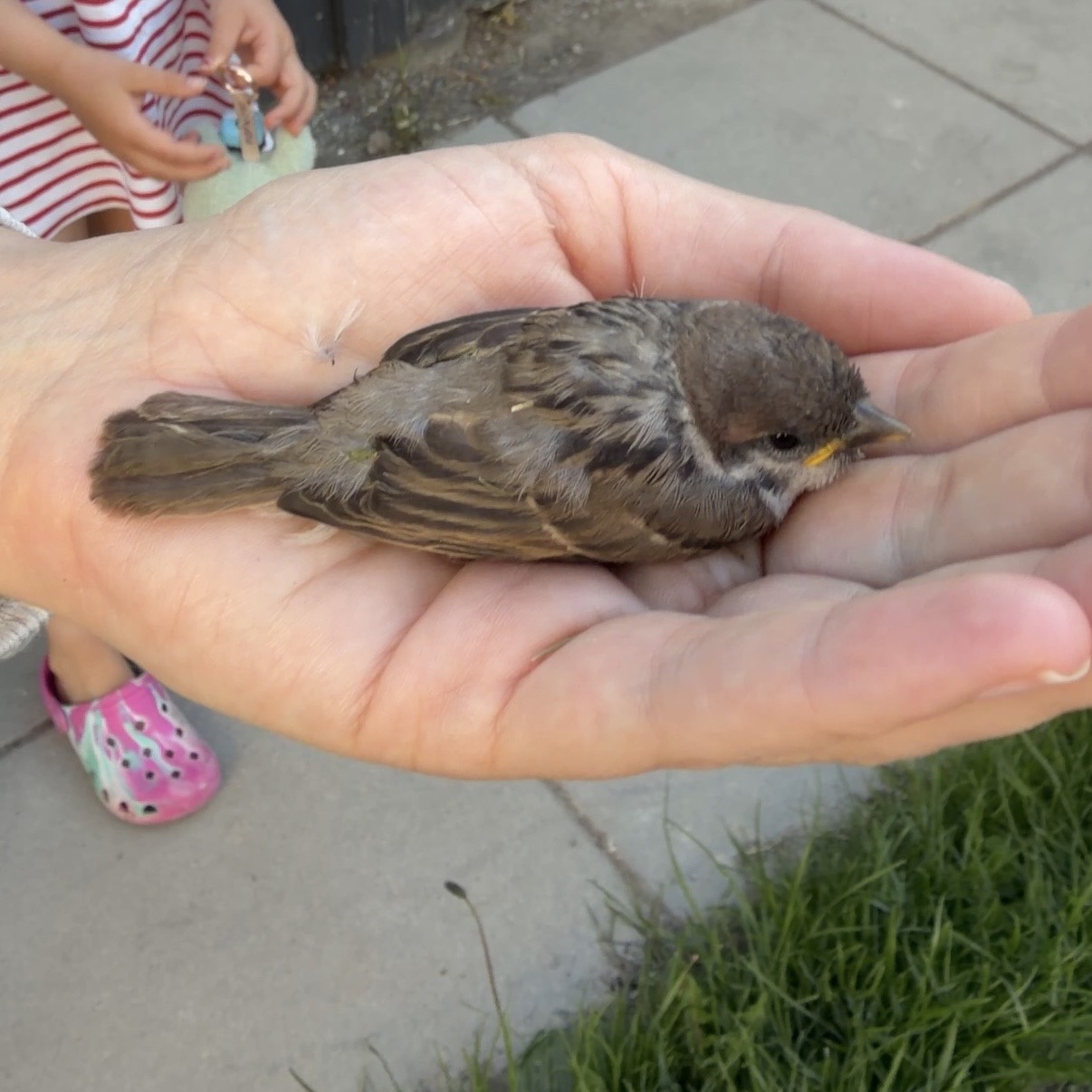 Picture of little birdie in my hand after we rescued her the first time this morning